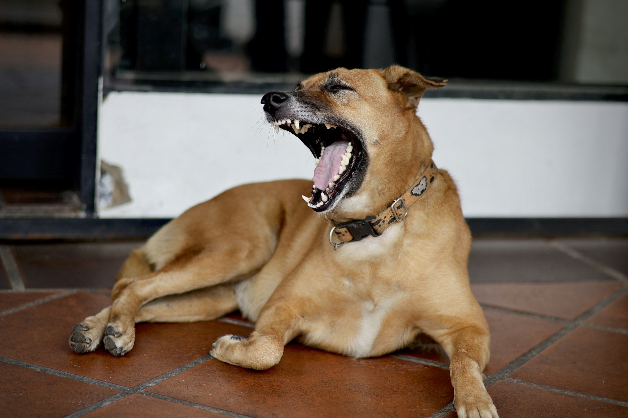Las Vegas Dog Bite Claims: Who Is Liable and What Compensation Can You Recover?