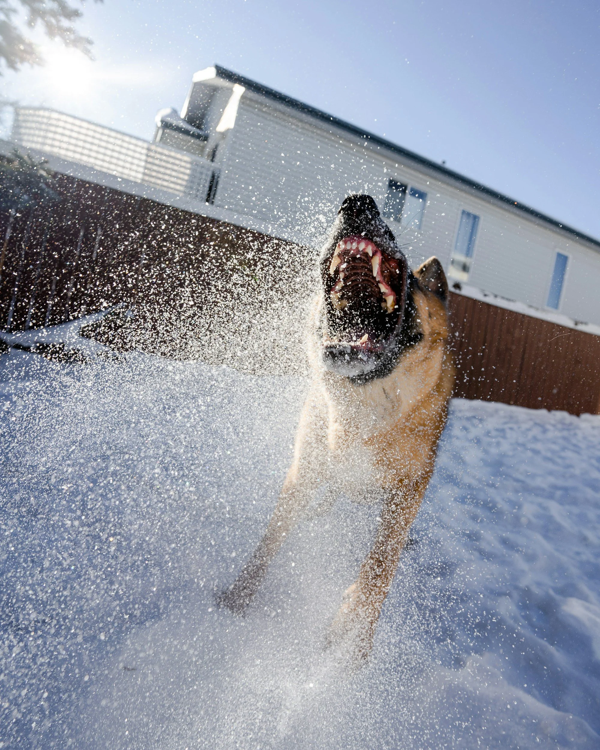 Nevada Dog Bite Claims: Liability, Insurance, and Compensation After an Attack