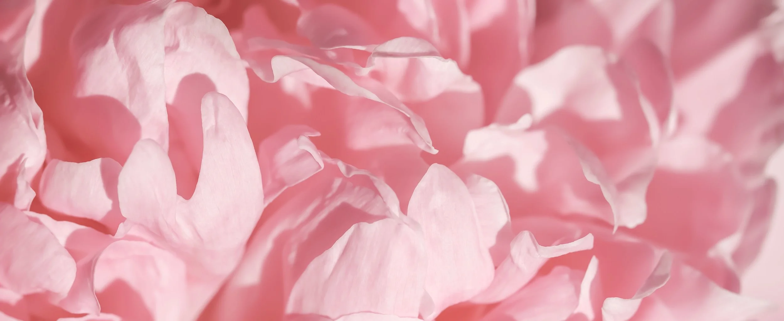 Close-up of pink flower petals.