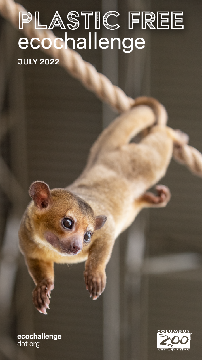 story - kinkajou.png