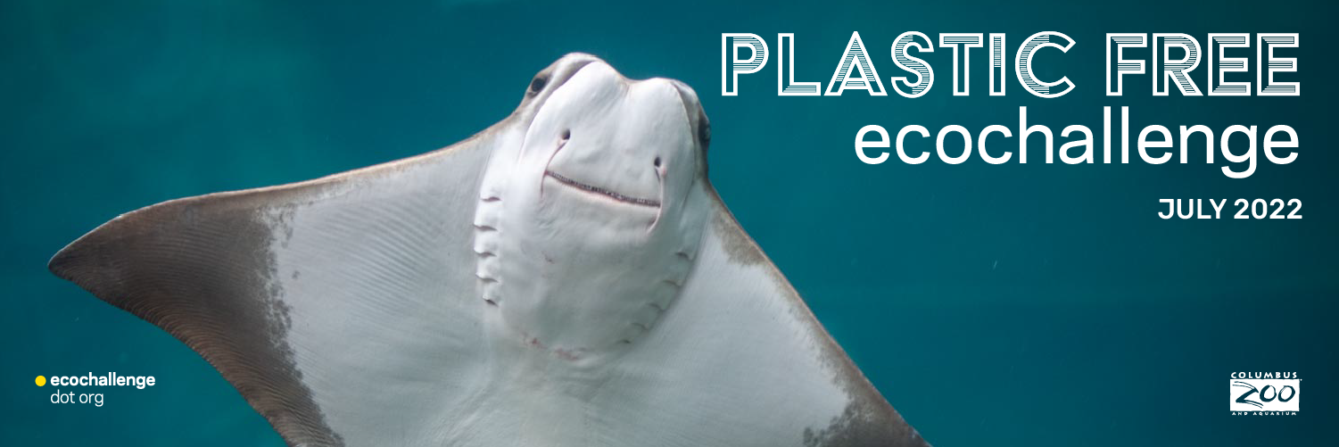 social media banner -twitter -stingray.png