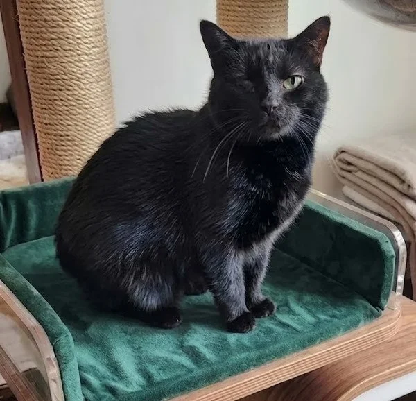 Beckett, a black tailless Manx cat available for adoption