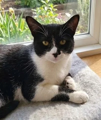 Hamish, a young black-and-white tuxedo cat available for adoption