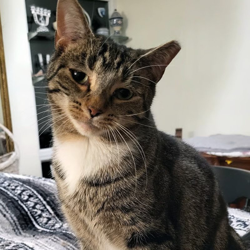 Nicole, a tabby-and-white cat, bonded with Martin, available for adoption