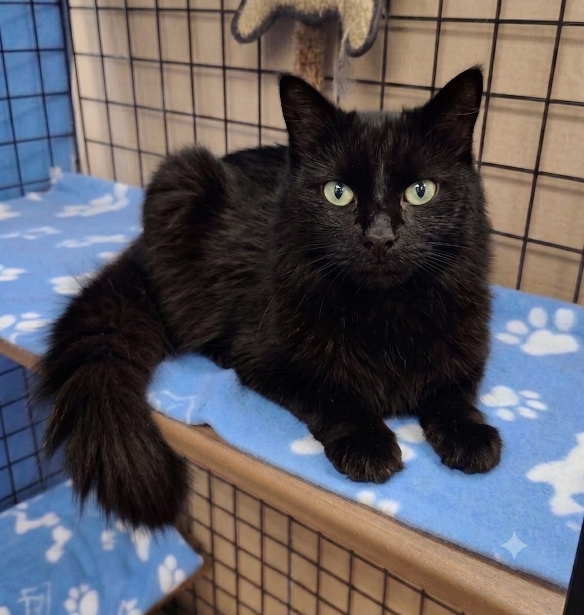Shadow, a fluffy black medium-haired cat available for adoption