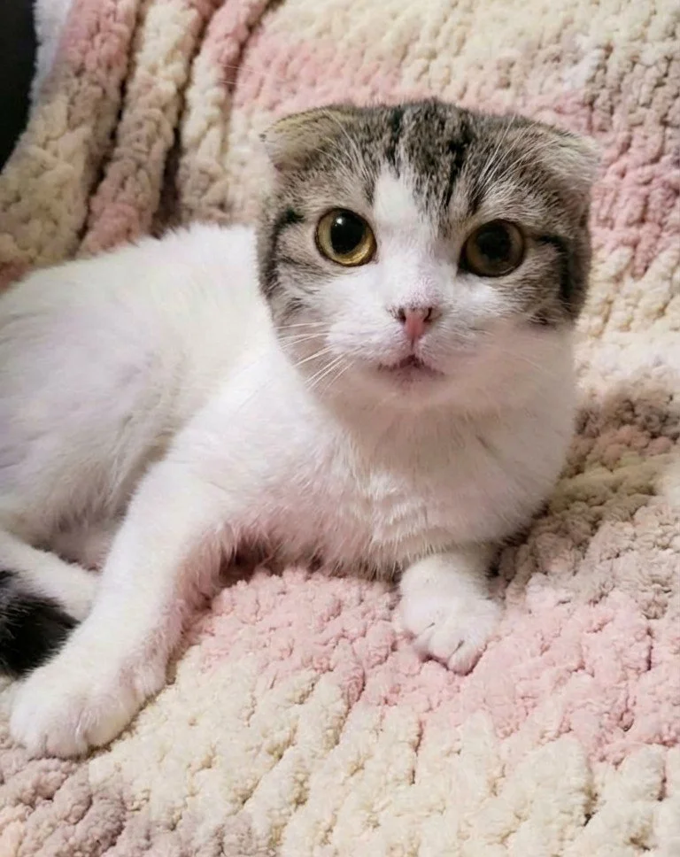 Reyna, a small white-and-tabby Scottish Fold cat, bonded with Sawney, available for adoption