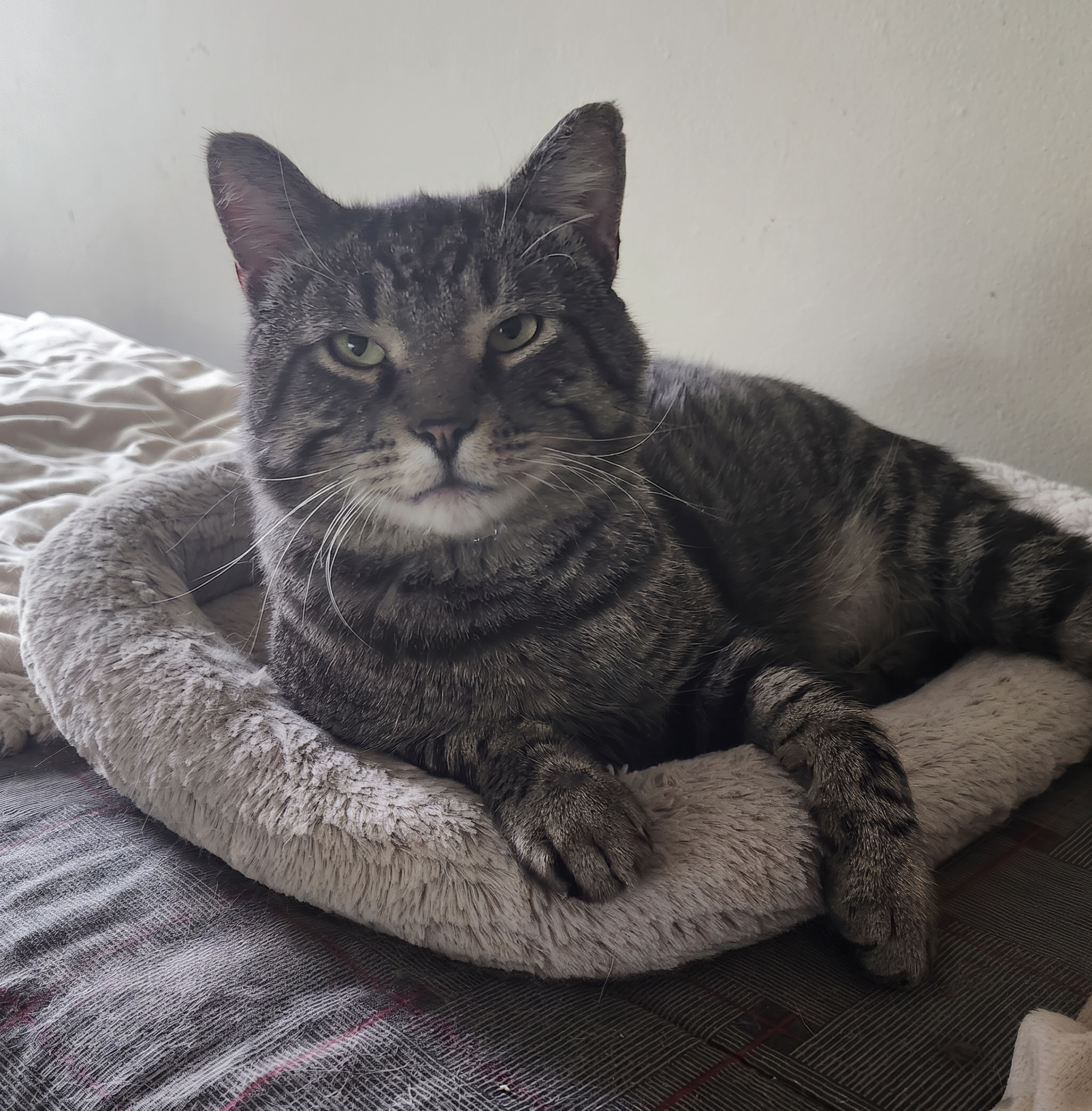 Egerton, a dark brown tabby cat available for adoption