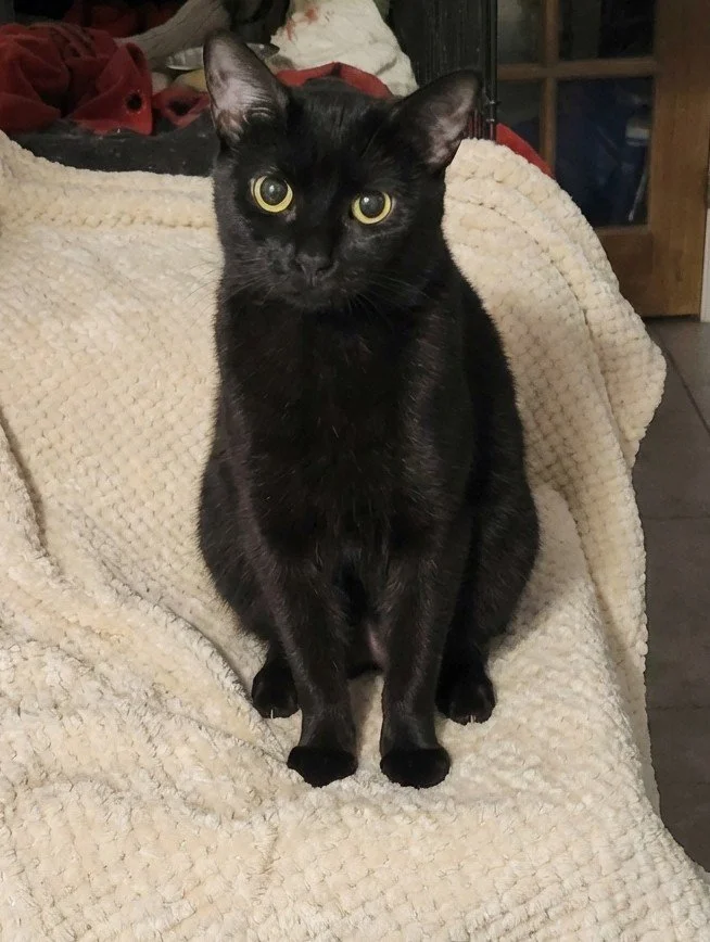 Contessa, a sleek black cat with big eyes, available for adoption
