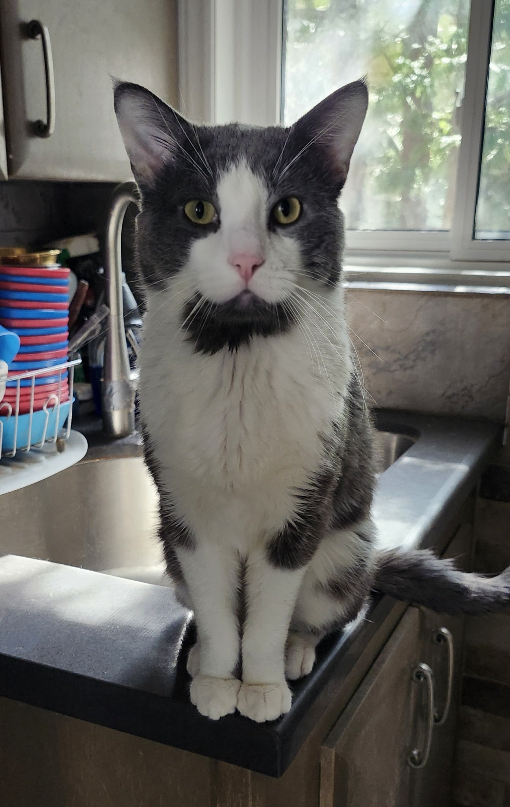 Cymric, a grey-and-white tuxedo cat with a distinguished grey beard, available for adoption