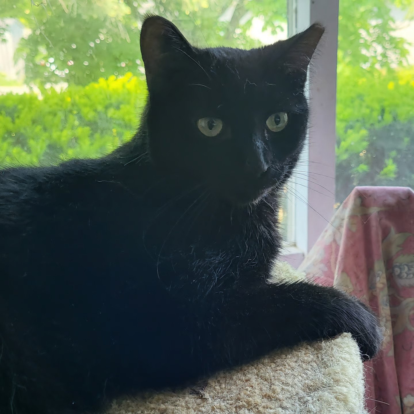 Martin, a black cat, bonded with Nicole, available for adoption