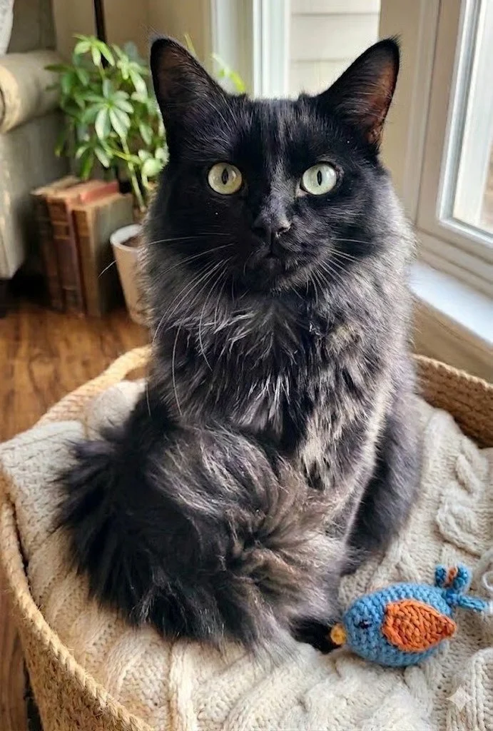 Boswell, a black cat with a silvery undercoat, available for adoption