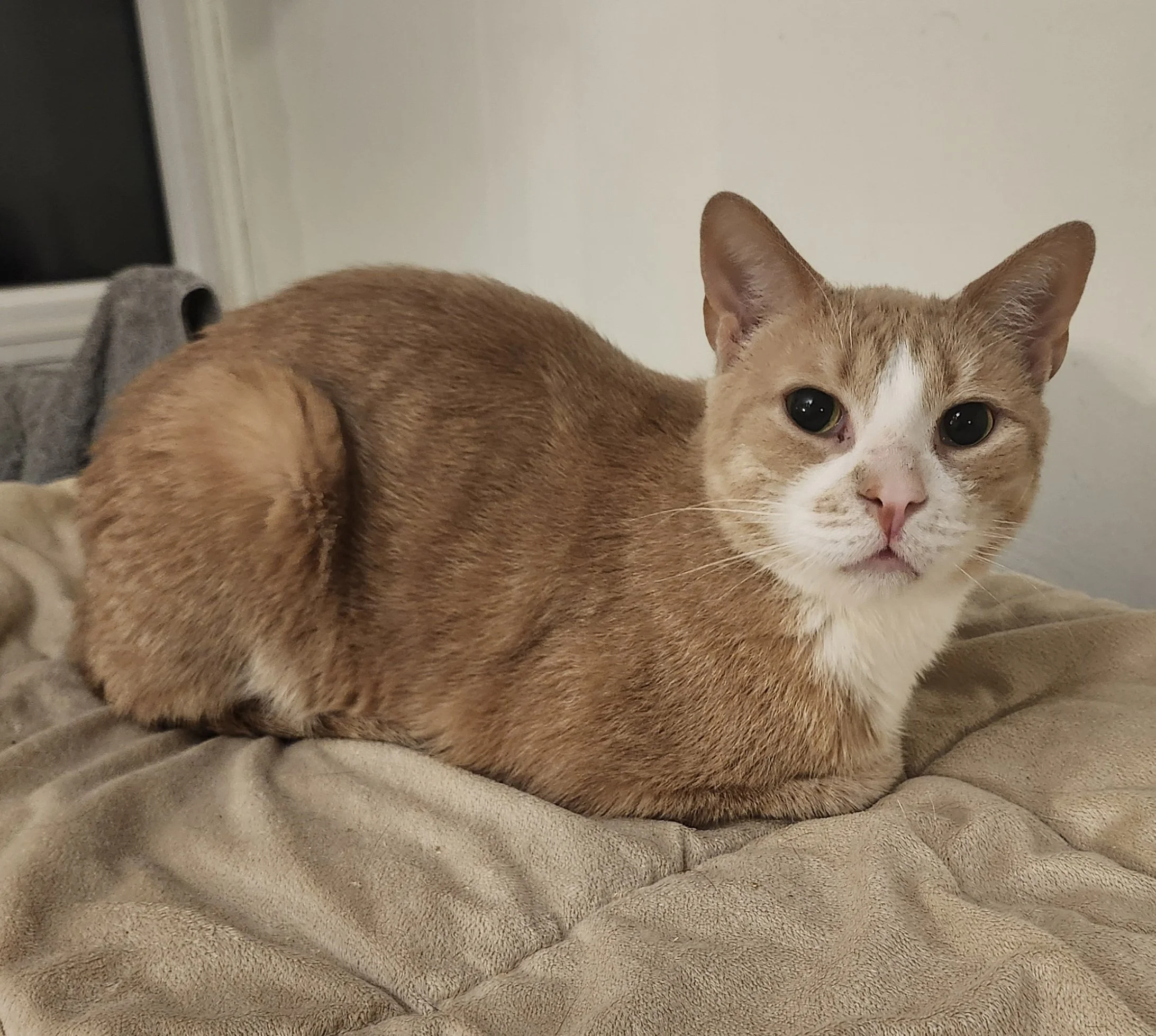 Cameron, a dilute orange-and-white tabby cat available for adoption