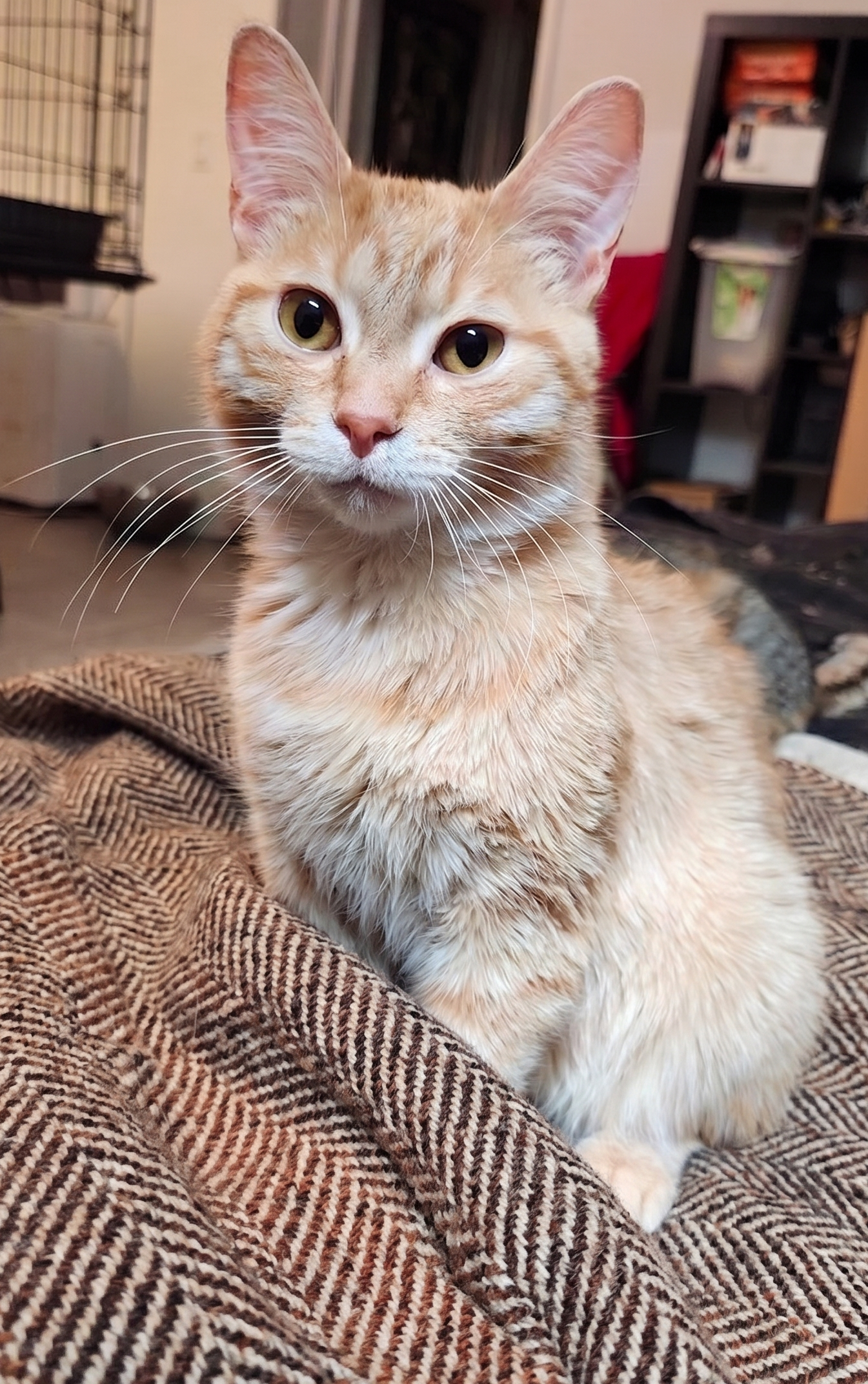 Orion, a ginger orange tabby kitten, bonded with his brother Orestes, available for adoption