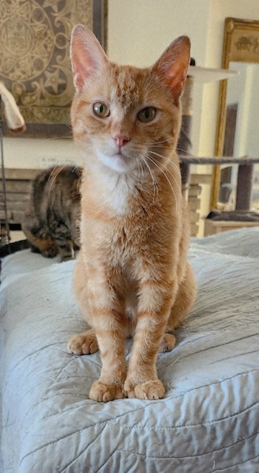 Orestes, a ginger orange tabby kitten, bonded with his brother Orion, available for adoption