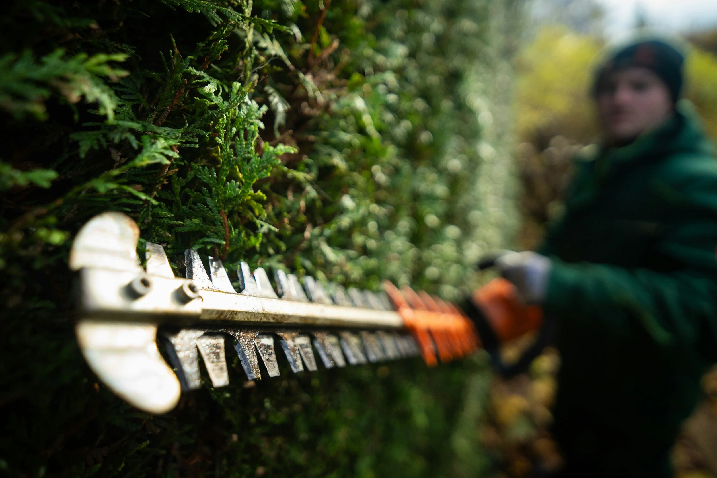 Close-up of a hedge trimmer cutting through green bushes, with a person in a green jacket and gloves in the background, slightly out of focus.