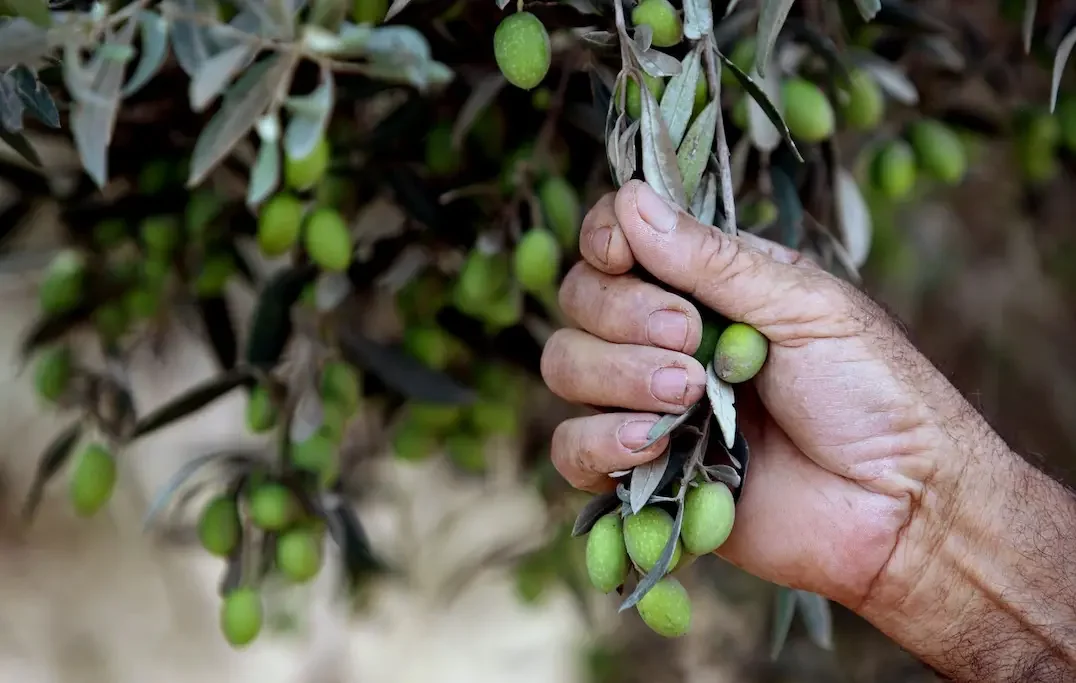 Image courtesy of Palshield, images shows a hand grabbing olives on the branch of an olive tree