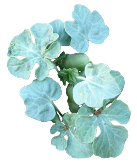 Image courtesy of Vivien Sansour, image of sprouting jadui