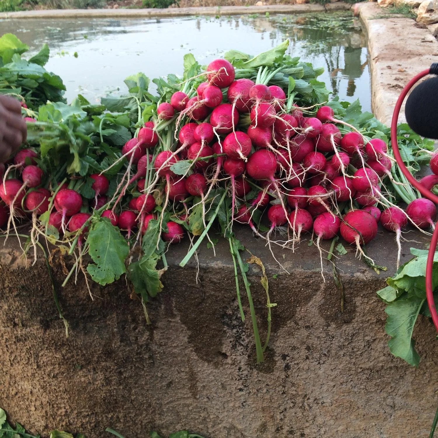 Image courtesy of Vivien Sansour, radishes on a ledge