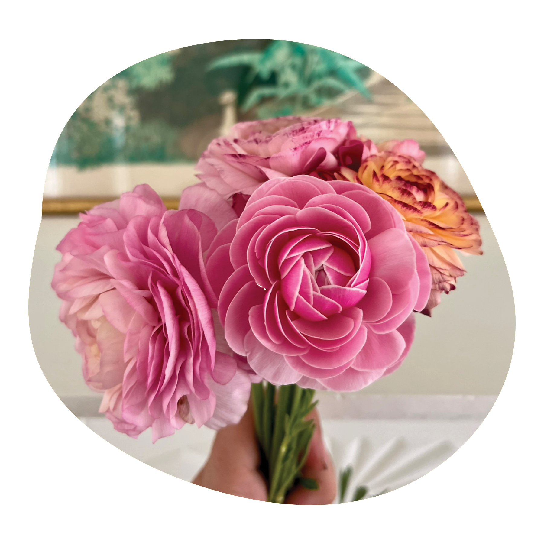 A hand holding a bouquet of pink and peach ranunculus flowers with blurred background and framed by a circular mask.