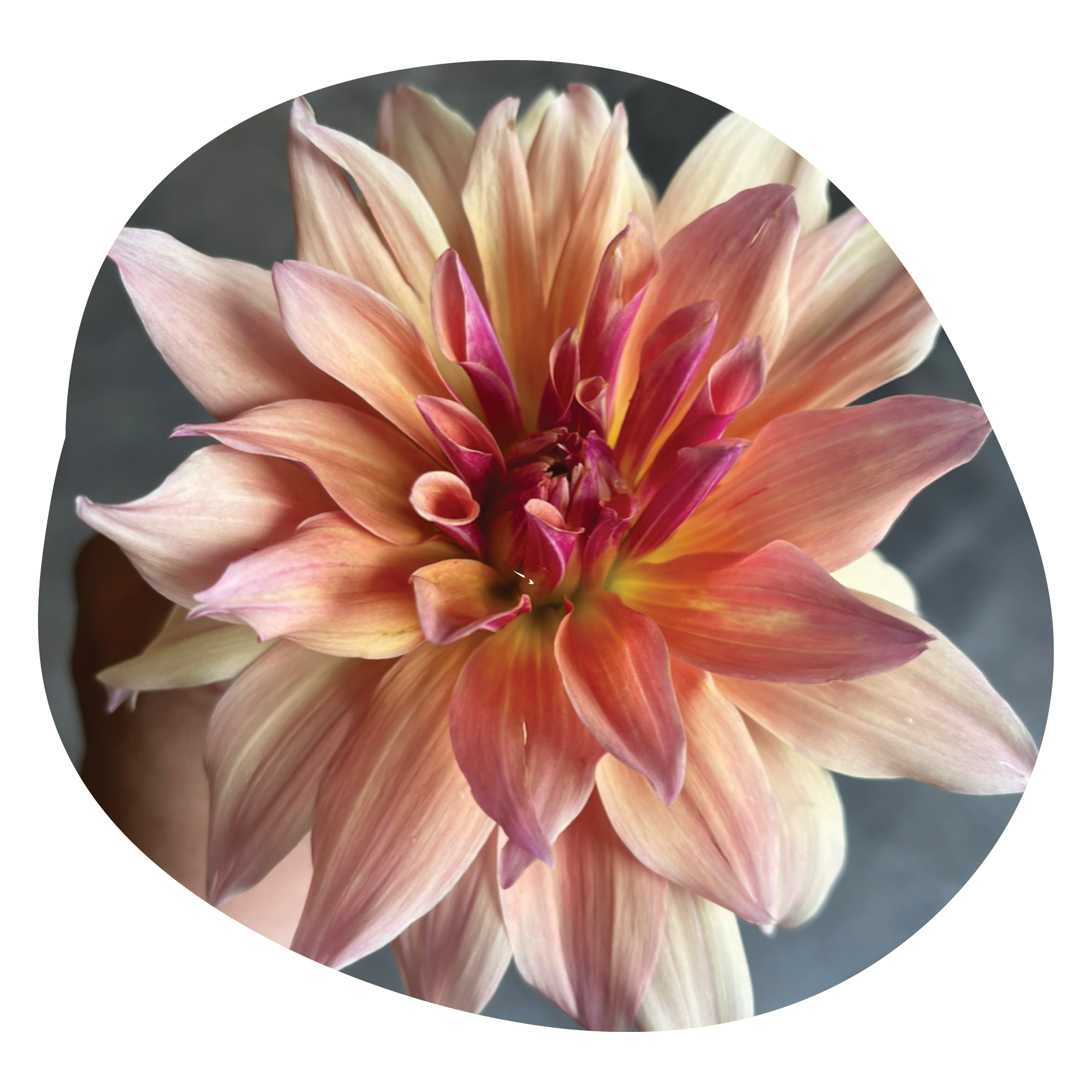 Close-up of a large peach-colored flower with layers of petals and hints of pink and yellow, shot from above.