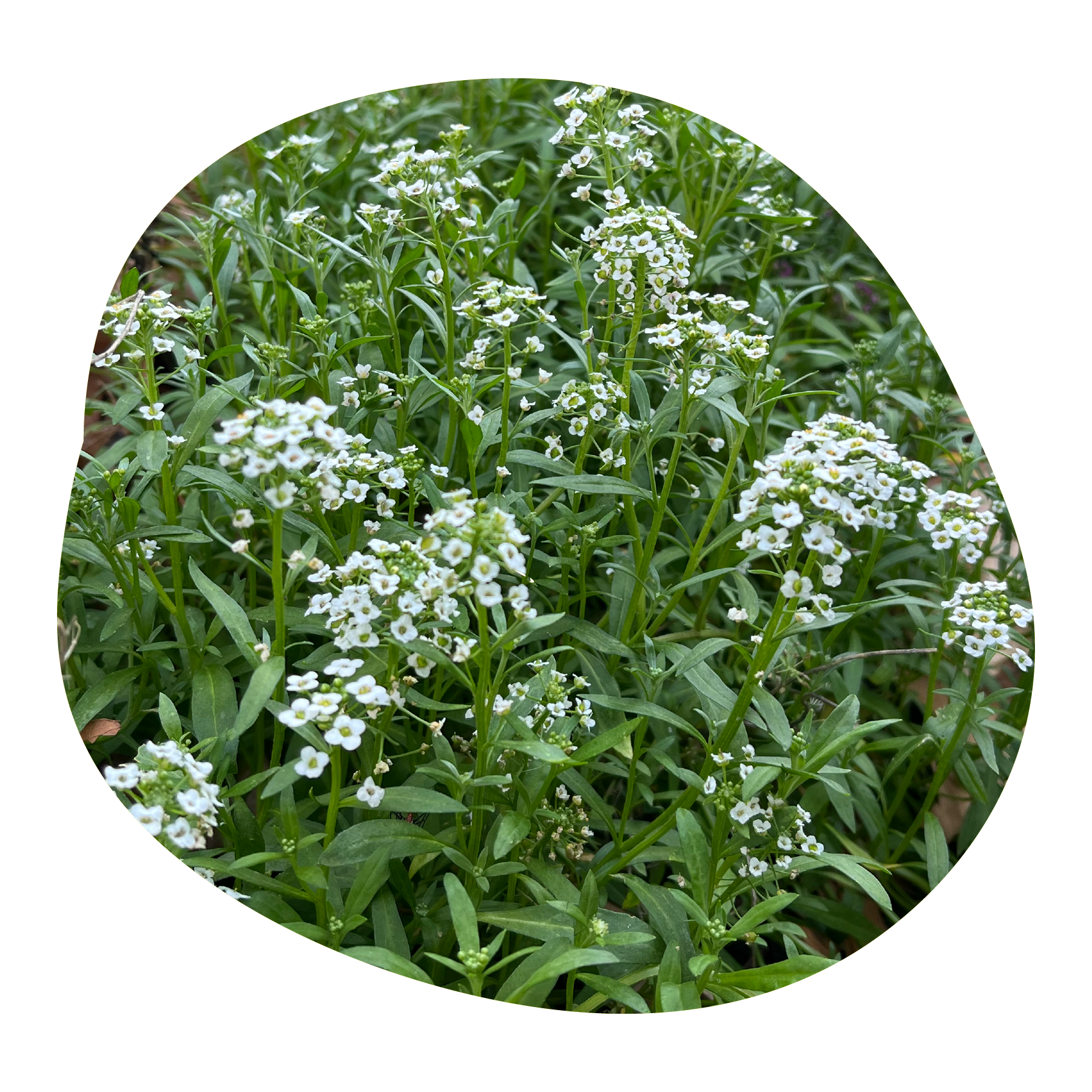 Green leafy plant with small white flowers