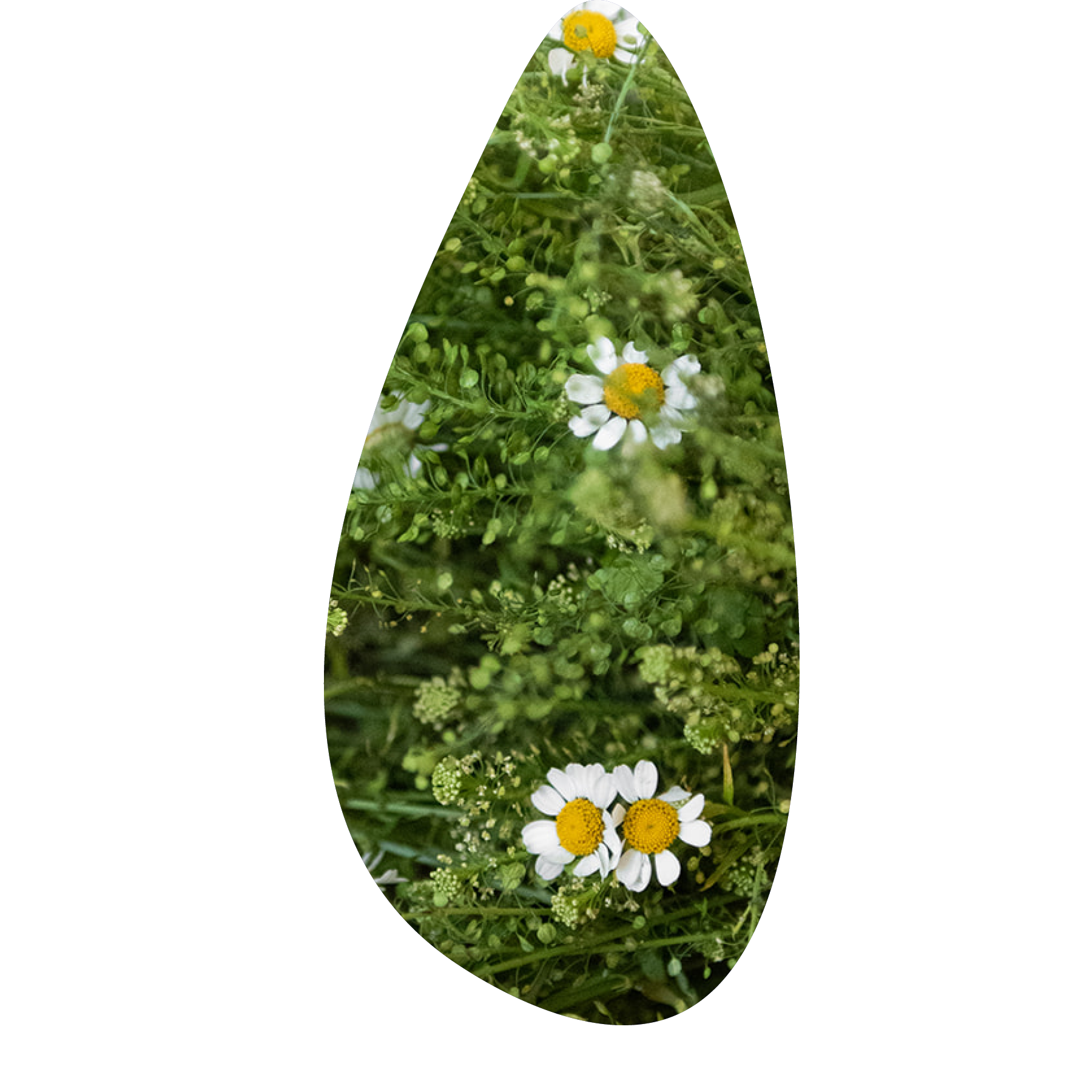 Feverfew flowers