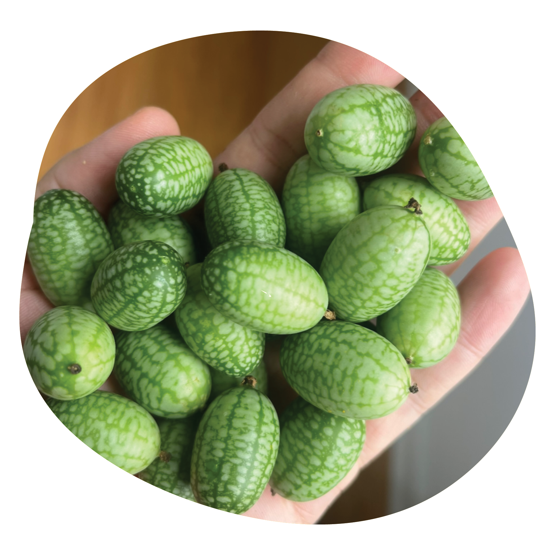 A hand holding multiple small green watermelons with dark green striped patterns.