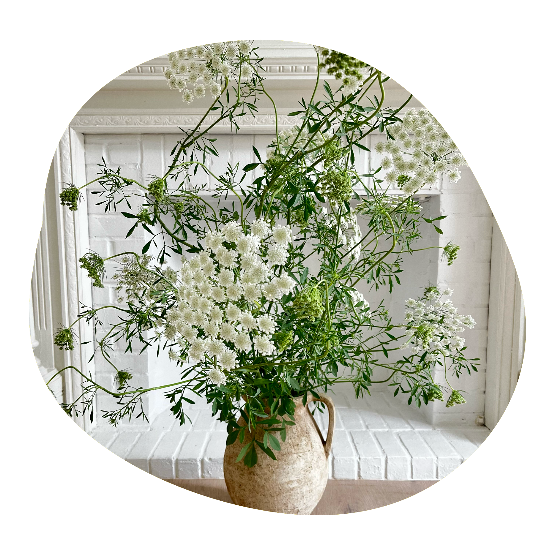A bouquet of ammi majus