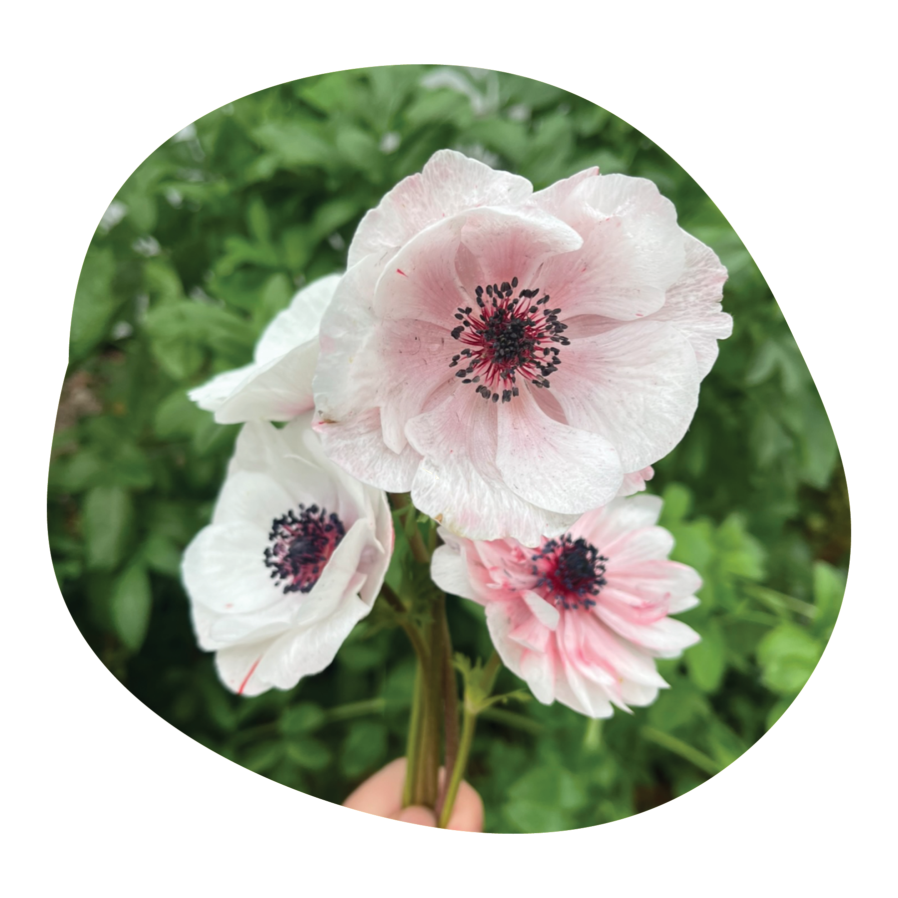 Close-up of a cluster of pink and white flowers with black and dark purple stamens, surrounded by green foliage.