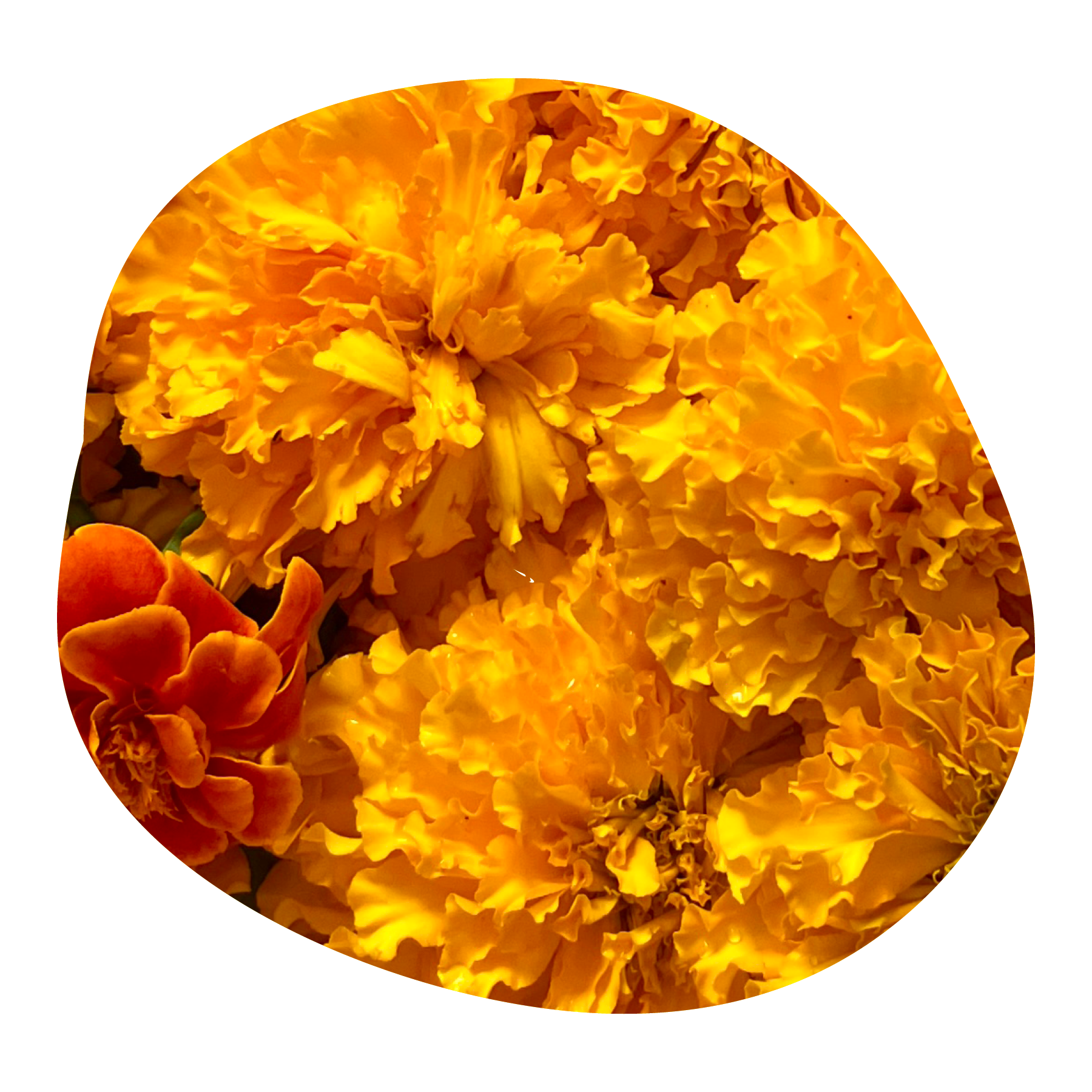 Close-up of vibrant yellow marigold flowers with ruffled petals.