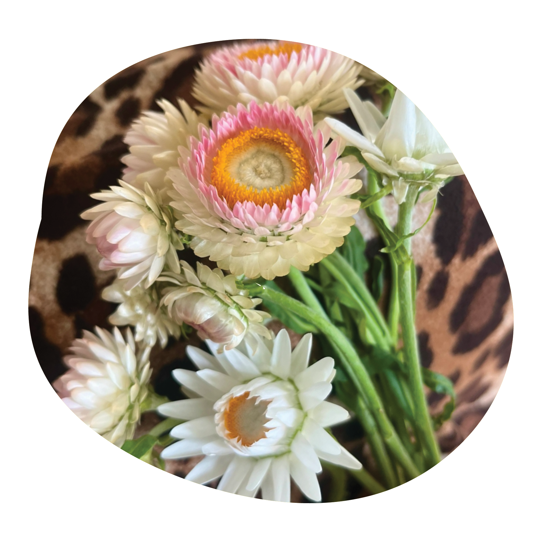 Close-up of a bouquet of white and pink flowers with green stems, set against a background with animal print pattern.