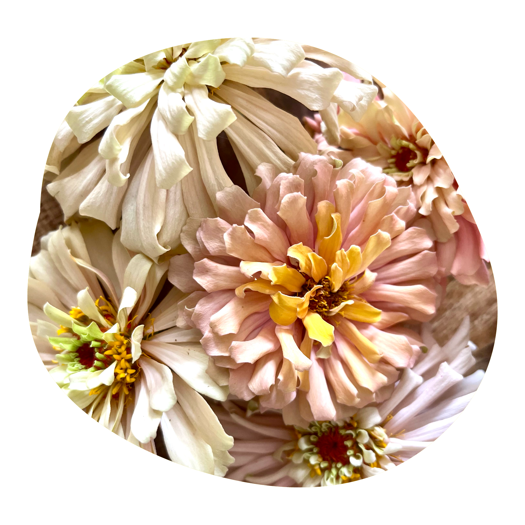 Close-up of pink and cream-colored peony flowers with yellow centers.