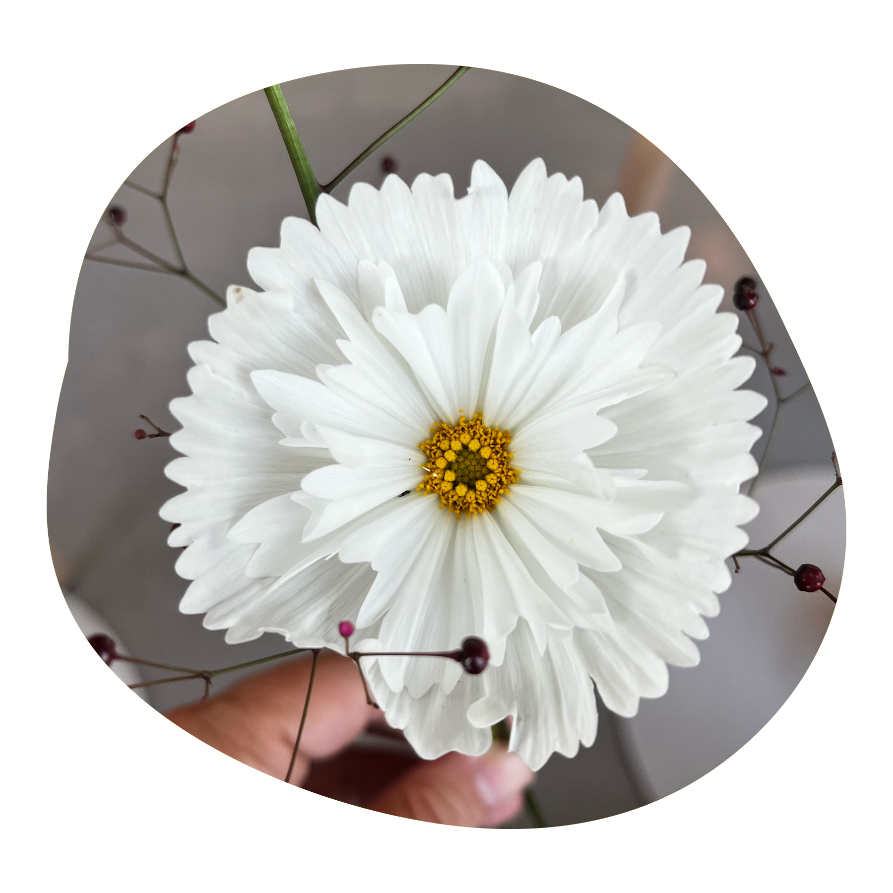 Close-up of a person's hand holding a white flower with layered petals and yellow center, surrounded by small dark pink and purple berries on thin stems.