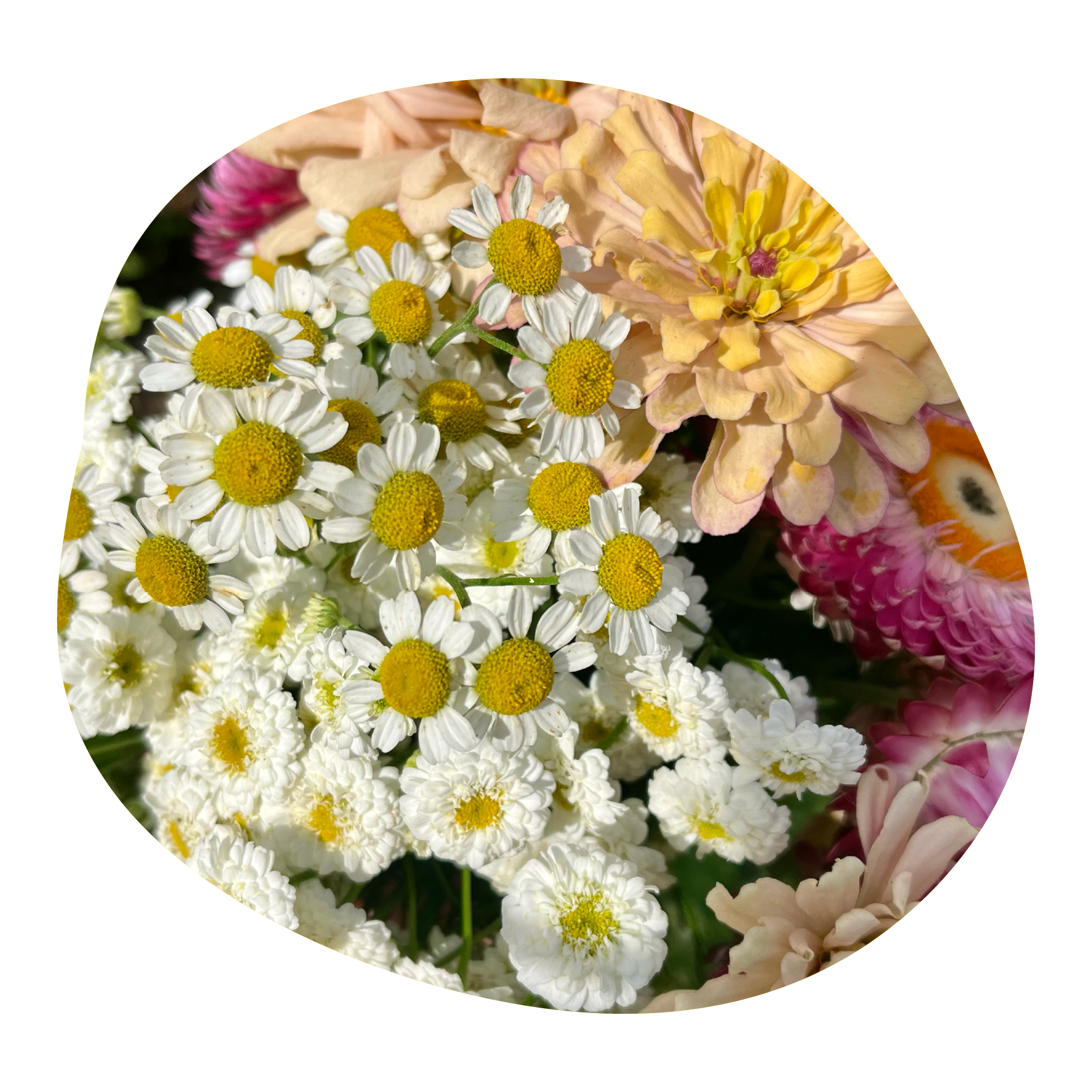 Close-up of various colorful flowers, including white daisies with yellow centers, light pink roses, and peach-colored blossoms.