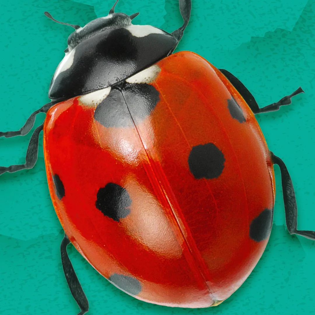 Bugtopia