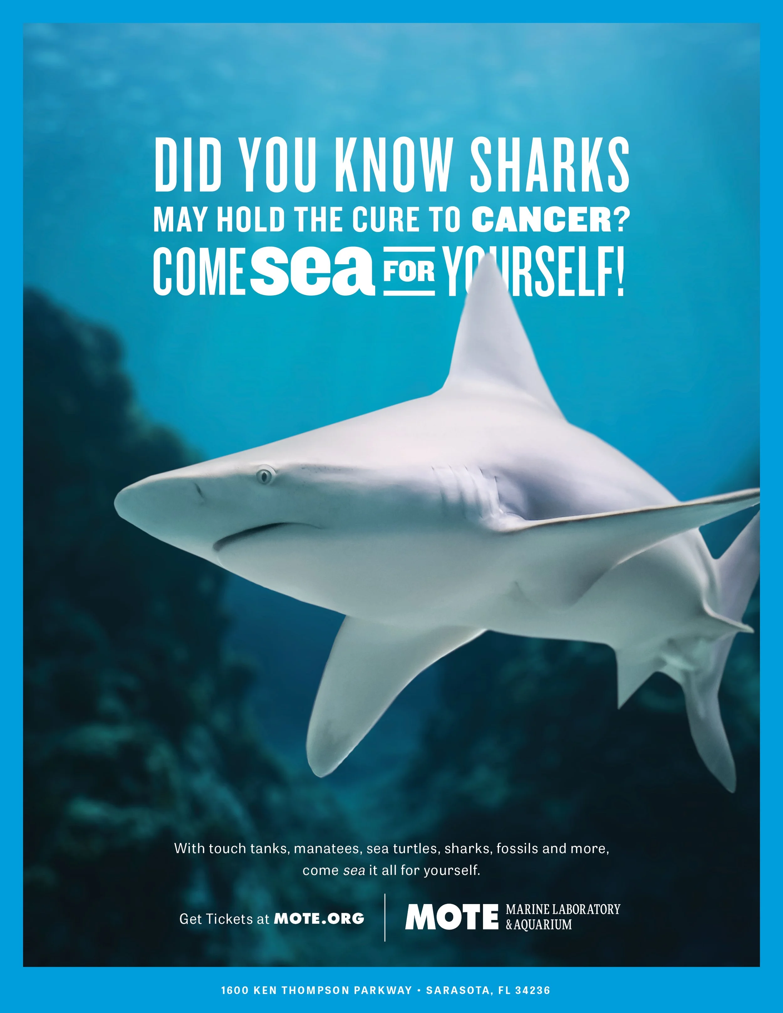 MML-Print-Shark.jpg