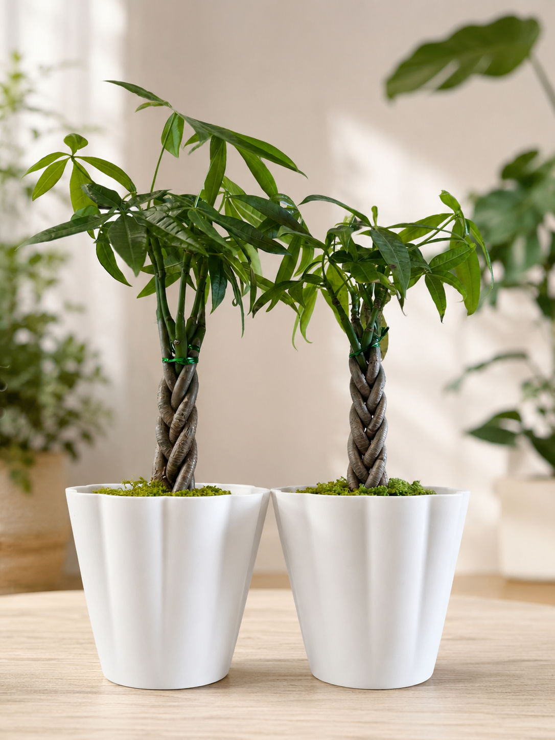 Braided Money Tree.png
