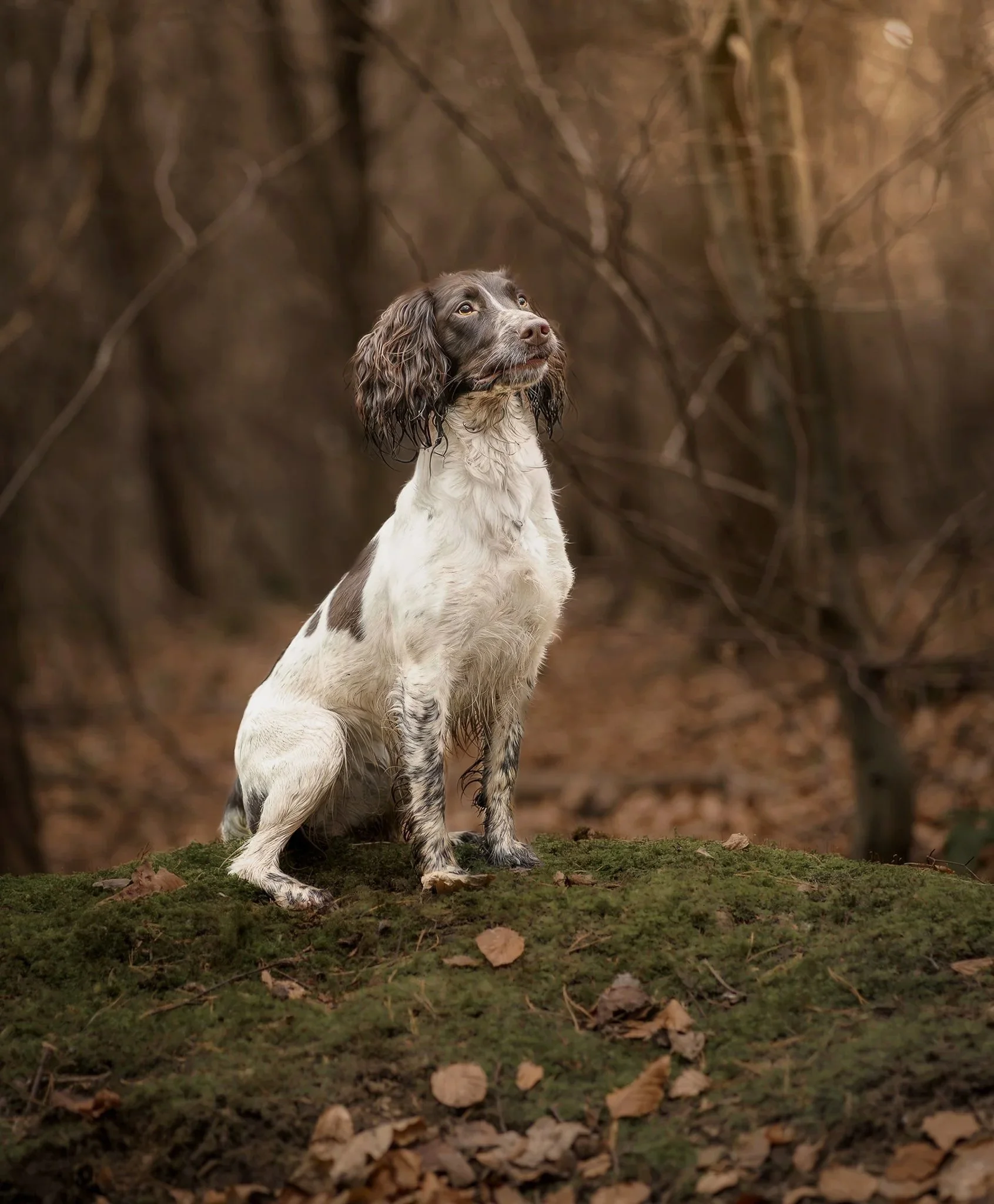 A springer spaniel dog with long, curly ears and a white and brown coat sitting on moss-covered ground in a wooded area.