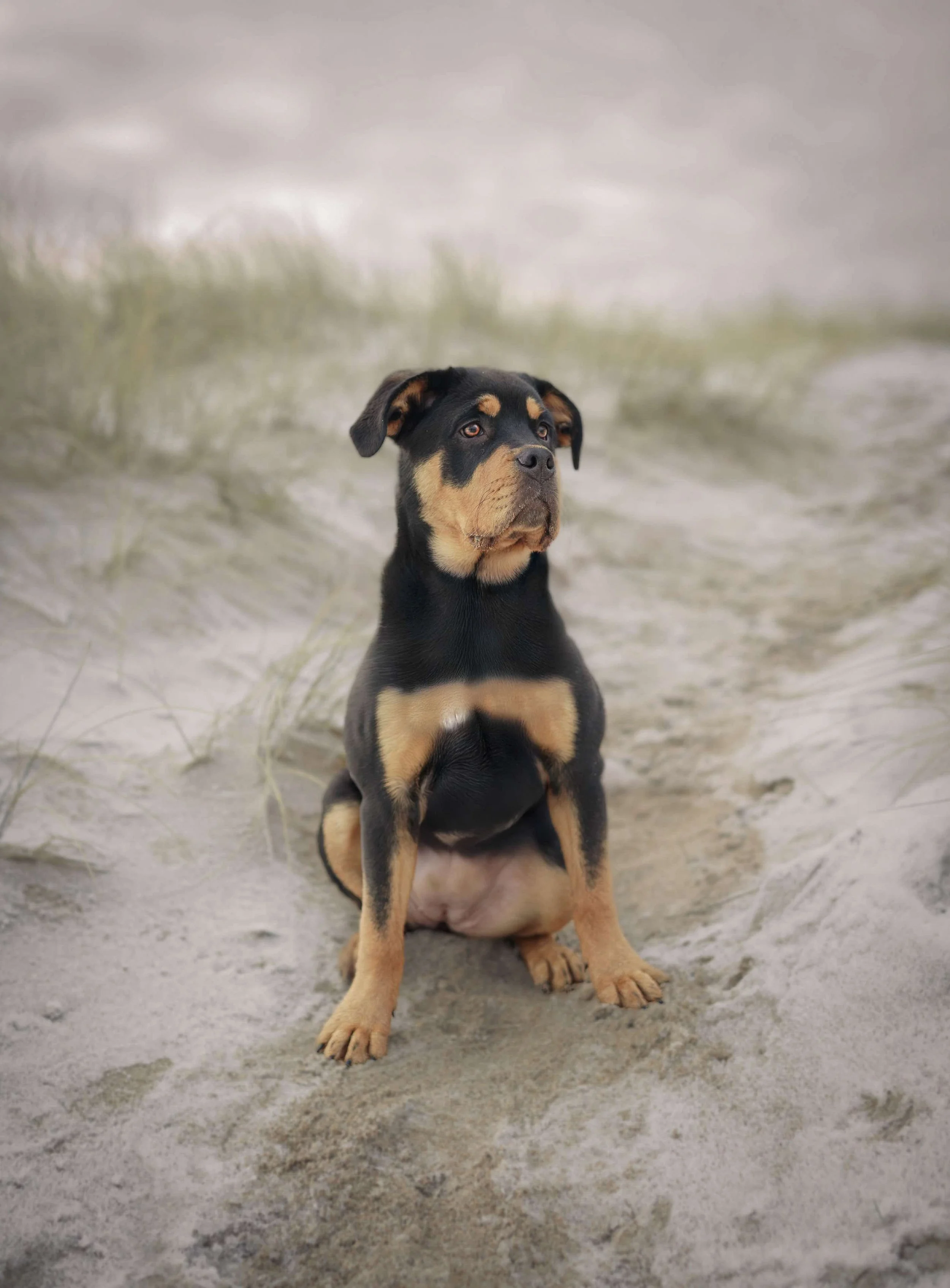 A young black and tan puppy sitting on sandy ground near grass with a cloudy sky in the background.