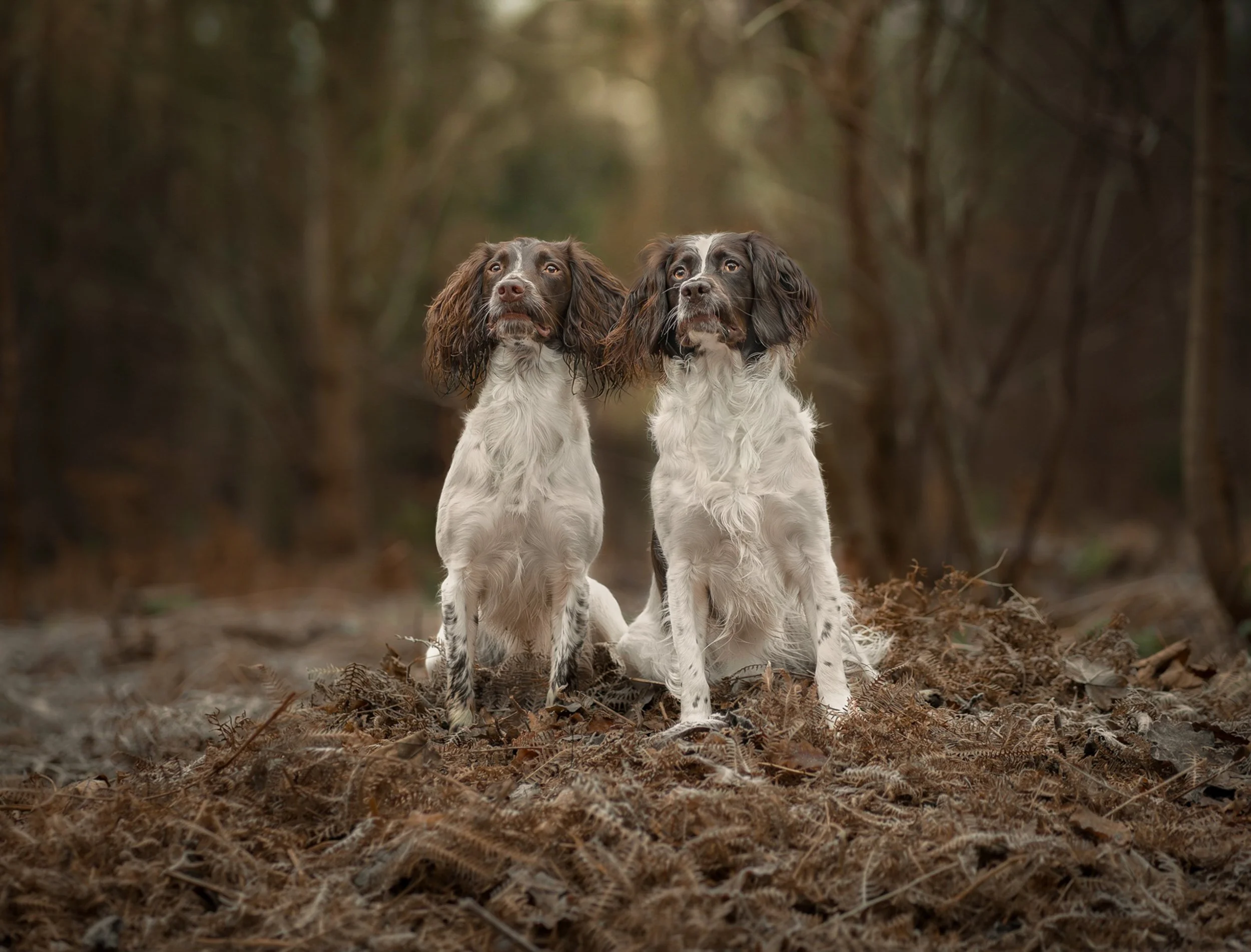 Two English Springer Spaniel dogs sitting on a forest floor with brown leaves and ferns, with a blurred wooded background.