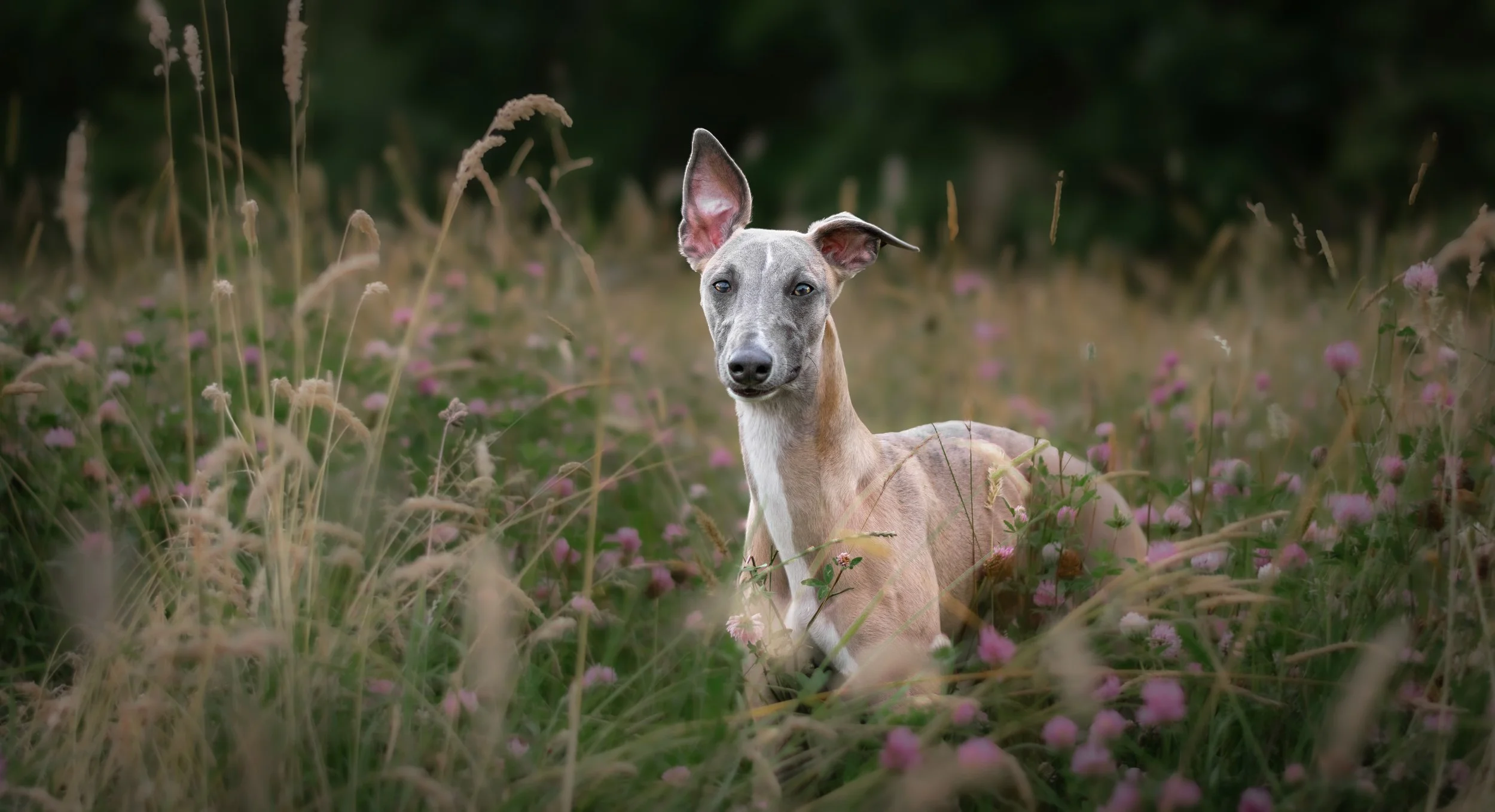 A whippet with a brown tan coat, long legs, and large ears, sitting in a field of tall grass and pink flowers, with a blurred green woodland background.
