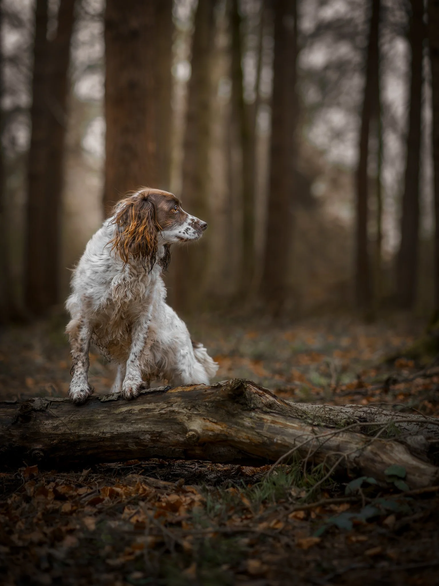 Springer spaniel dog sitting on a fallen log in a forest with tall trees in the background.