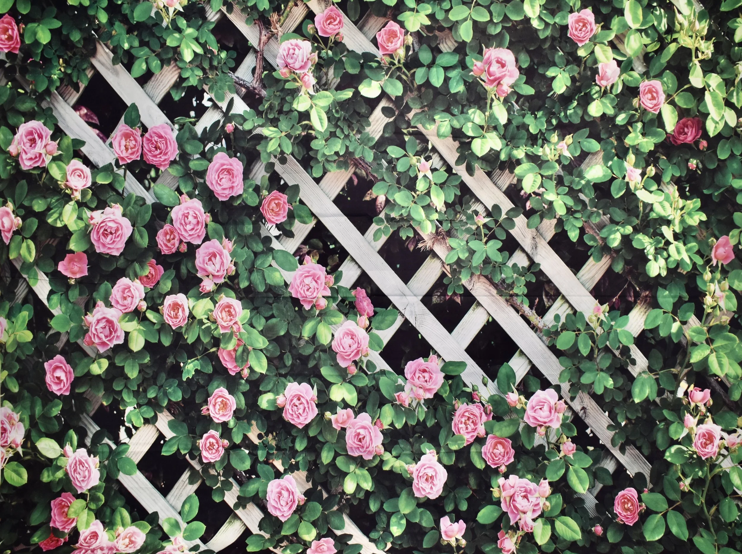 Roses - 1