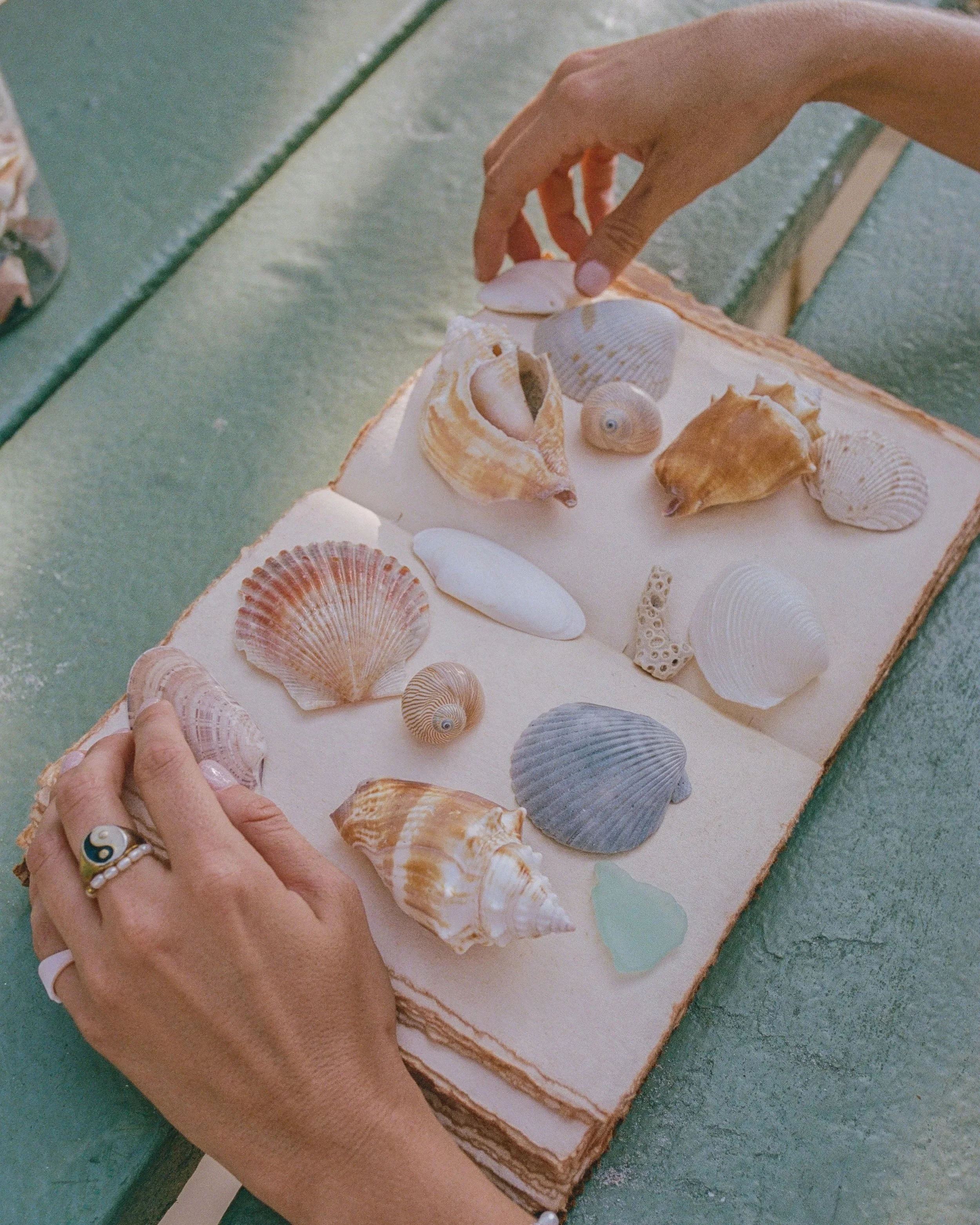 jellyseashells-000130020035.jpg