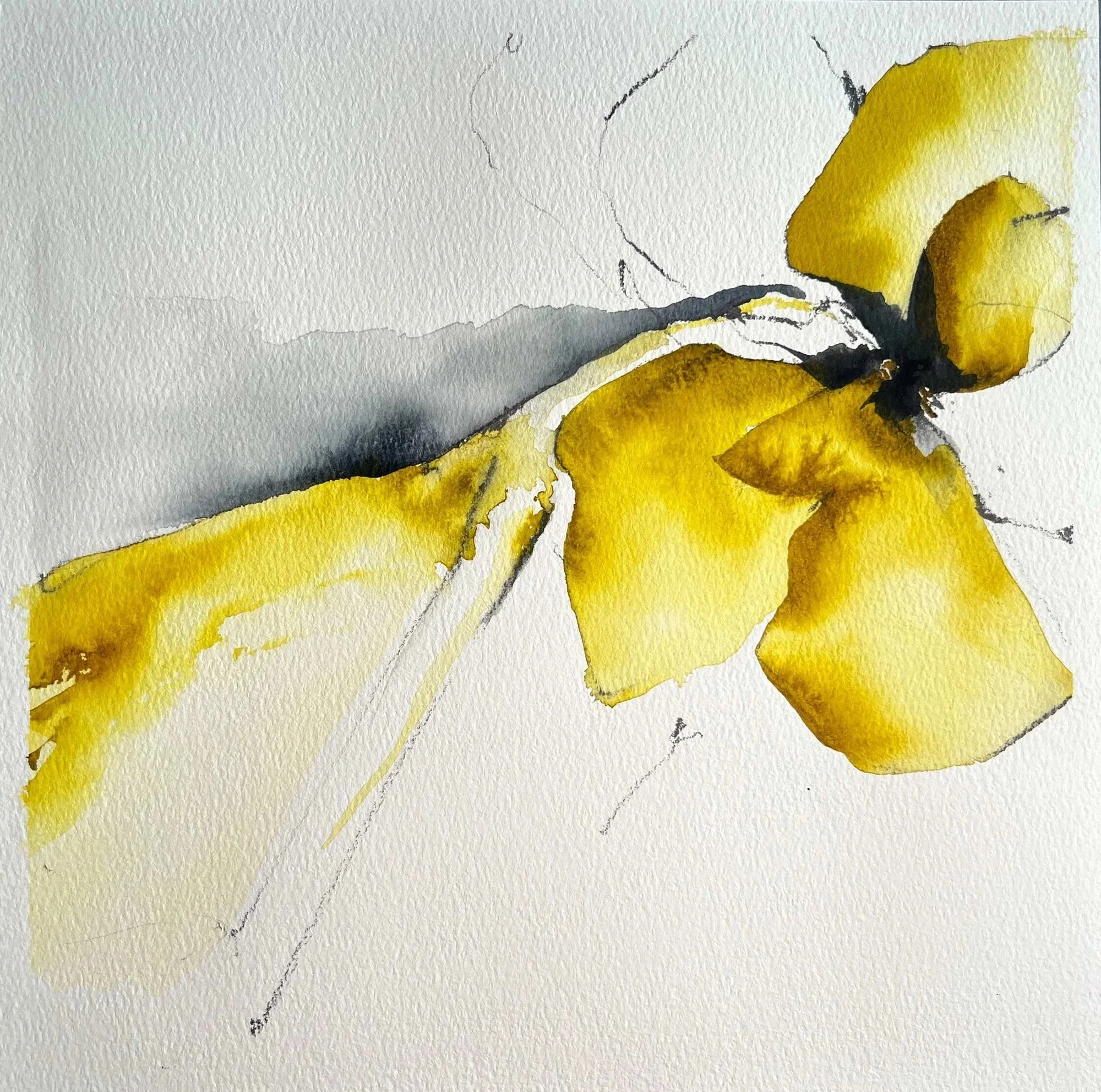 First, Forsythia, 2025, 10.25" x 10.25", Watercolor on Paper