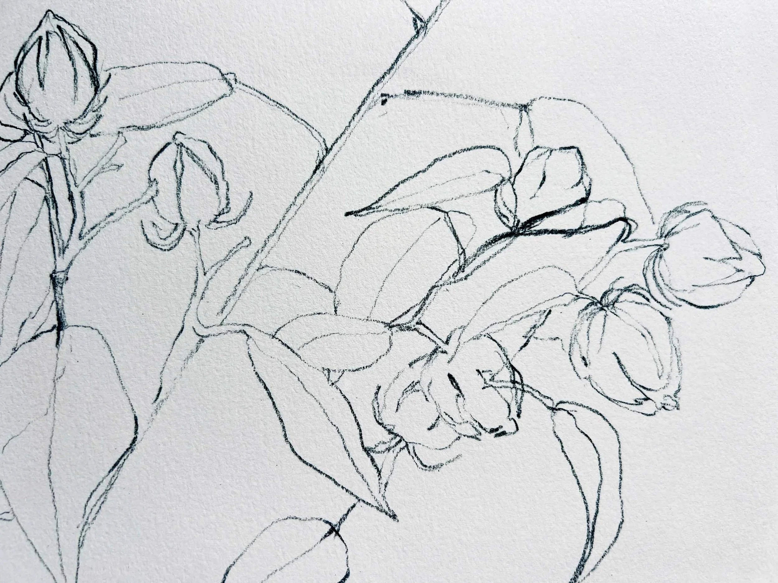 Swamp Mallow, 2025, 9" x 6", Pencil on Paper