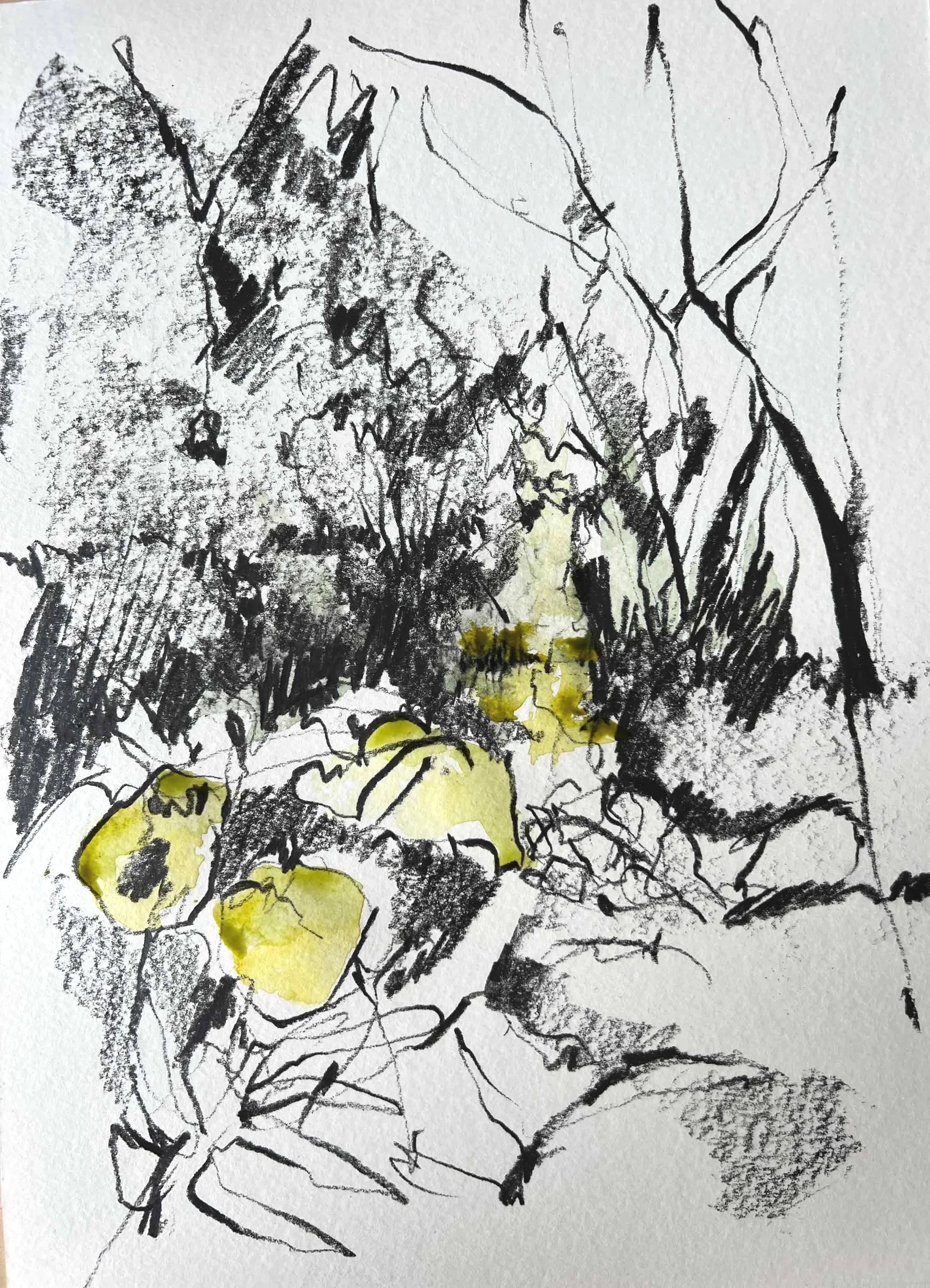 Gully, 2025, 12" x 18", Graphite and Watercolor on Paper