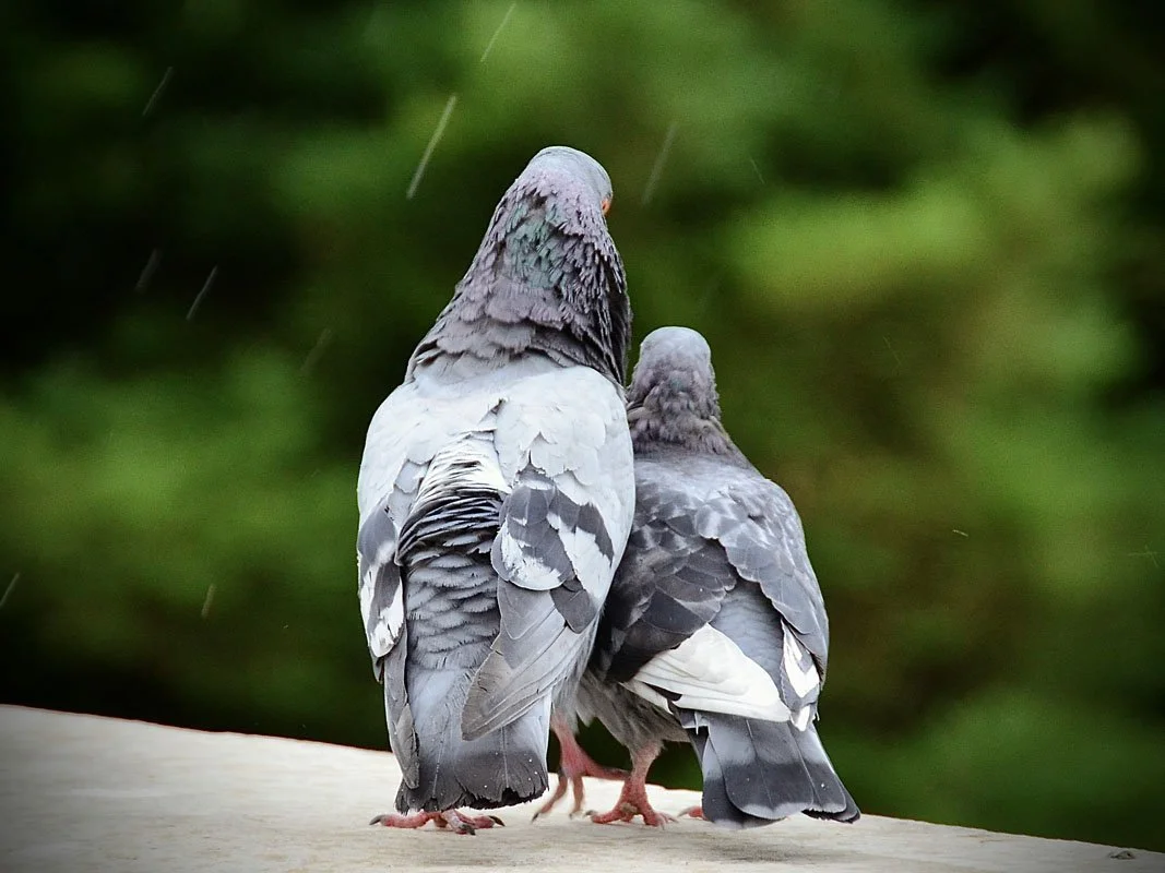 two birds snuggling
