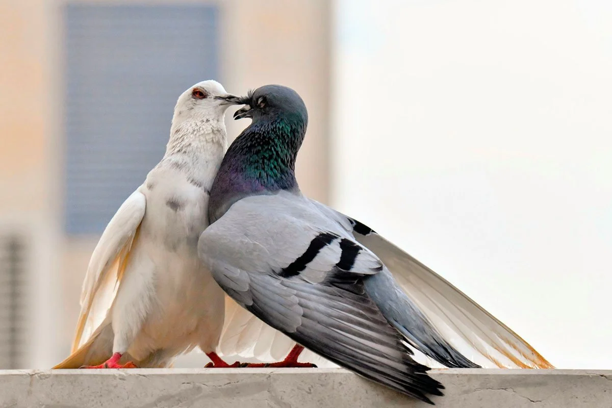 two birds fighting