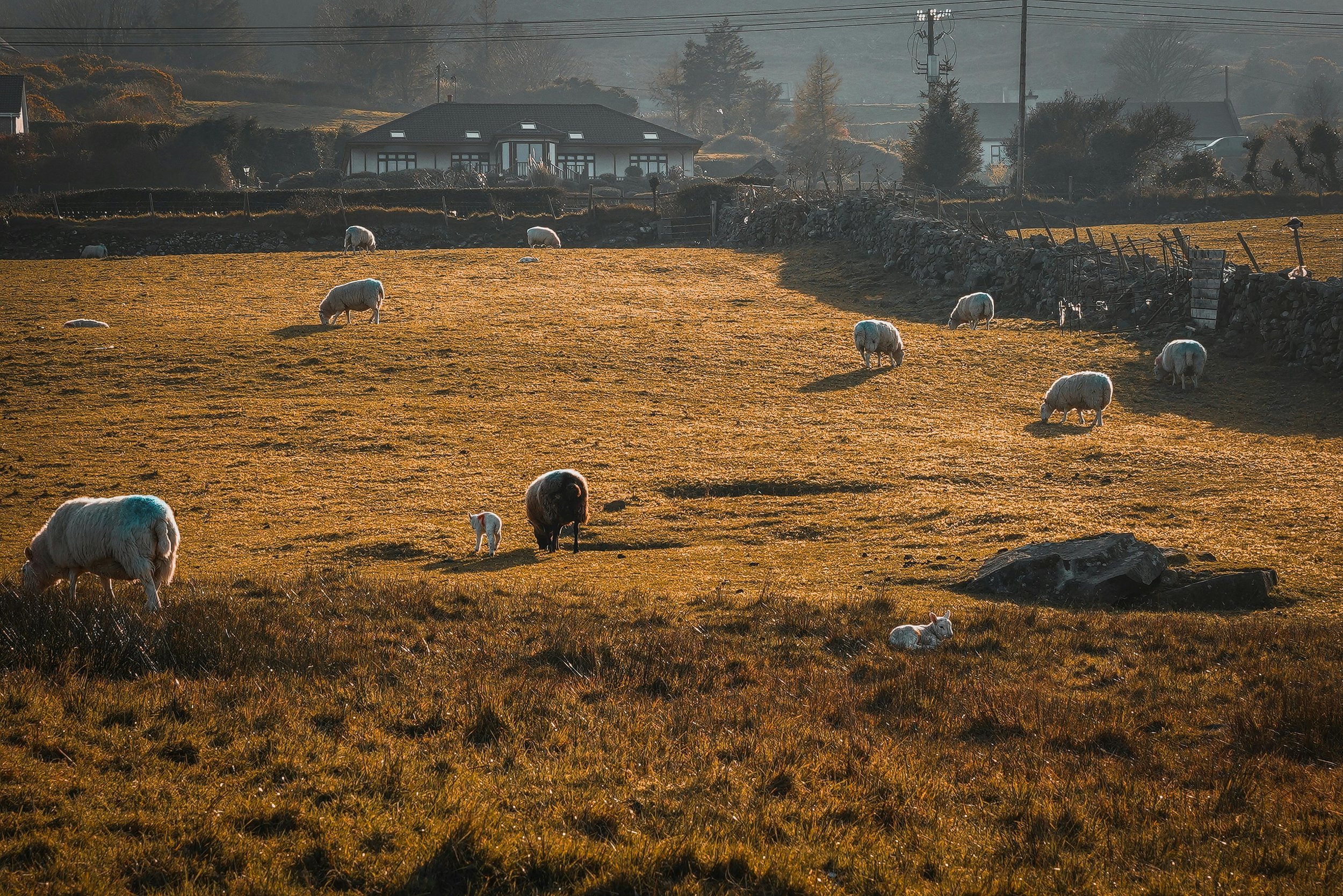 Sheep and lambs grazing on a grassy field during sunset with houses and trees in the background.